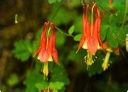 Wild Columbine Seeds – Click Fork