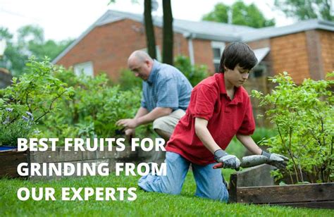 6 Awesome Tips About Best Fruits For Grinding From Our Experts - Homexan