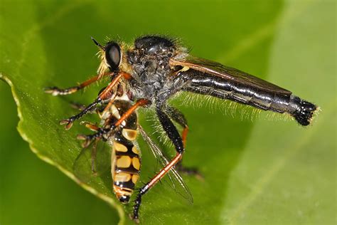 Real Monstrosities: Robber Fly