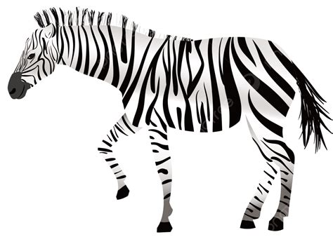 Desenho De Zebra Bonito Preto E Branco PNG , Zebra, Desenho Animado, Zebra Dos Desenhos Animados ...