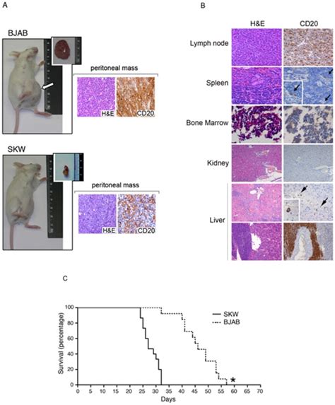 SCID mice were i.p. injected with BJAB or SKW6.4 cells (2×106). A, BJAB ...