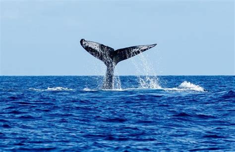 Whale Watching Tour in Madeira