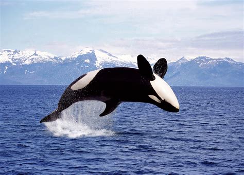 Orque (Orcinus orca) - Monde Animal