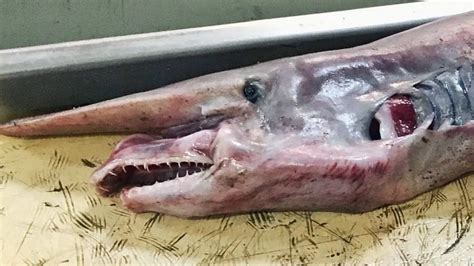 Fisherman catches rare prehistoric goblin shark - and it can weigh up ...