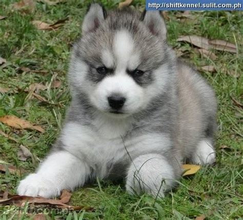 ♥D♥ 436 CHUSKY PUPPY | Puppies~~ Doggies | Pinterest | Puppys, I want and Husky