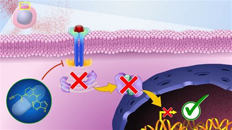 Mechanism of Action of JAK Inhibitors - YouTube