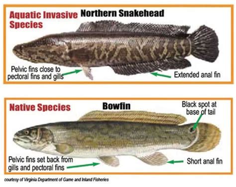 SPECIES SPOTLIGHT: Bowfin | Coastal Angler & The Angler Magazine