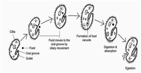 Holozoic Nutrition, Definition, Examples and its Process