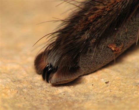 Spider Paws: Did You Know Spiders Have Tiny Cute Paws