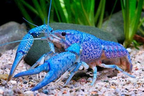 Blue Crayfish – Detailed Guide: Care, Diet, and Breeding - Shrimp and ...