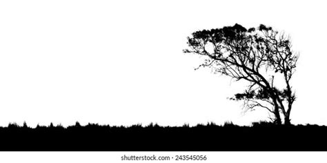 Silhouette Birch Tree Leaves Grass Vector Stock Vector (Royalty Free ...