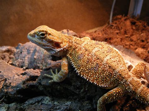 Pogona vitticeps #beardeddragon | Bearded dragon, Bearded dragon care, Komodo dragon