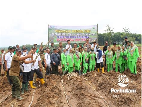 Perhutani Perhutani Tanam Tebu Perdana di Lahan Seluas 6,4 Hektar di ...