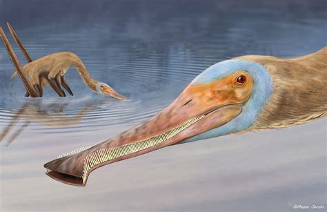 New pterosaur species with hundreds of tiny hooked teeth discovered