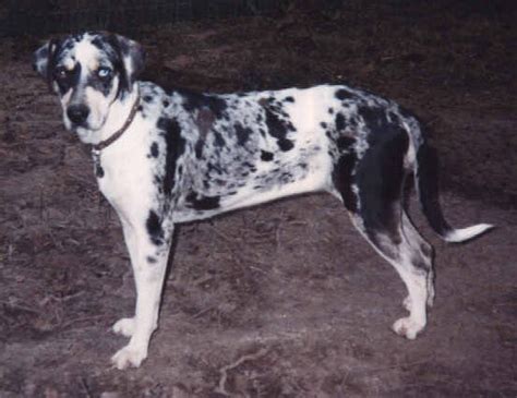 About Catahoulas