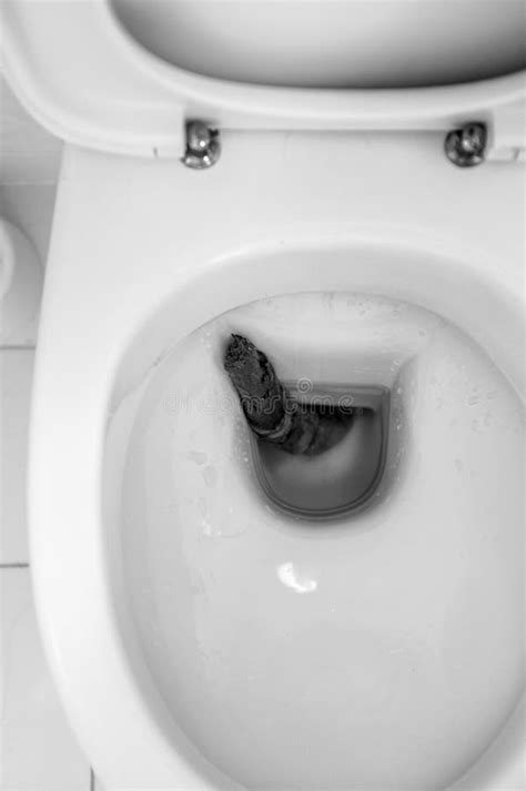 Shit in toilet stock image. Image of character, stink - 208514327