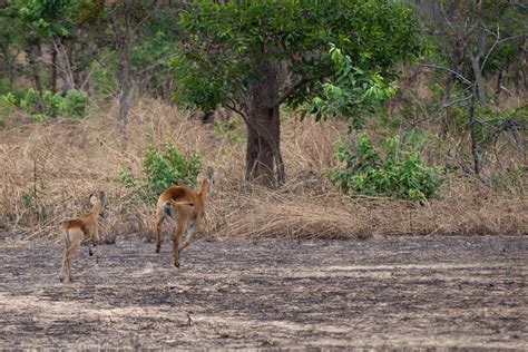 Burkina Faso Safari | Flickr - Photo Sharing!