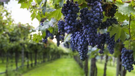 Cabernet Sauvignon: Wine Grape Guide | The Wine Society