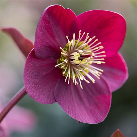 Buy hellebore Helleborus (Rodney Davey Marbled Group) Anna's Red: £22.99 Delivery by Crocus