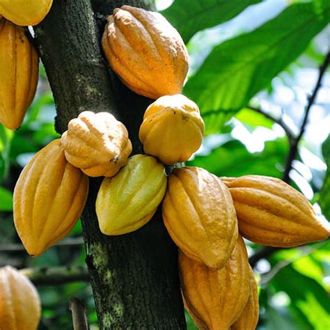 Cocoa bean Facts, Health Benefits and Nutritional Value