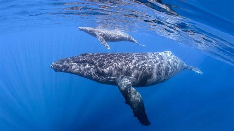 Protecting Marine Wildlife | The Humane Society of the United States