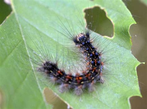 Gypsy moth damage to close I-95 lane - Connecticut Post