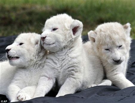 White lion cubs - Lions Photo (1970794) - Fanpop