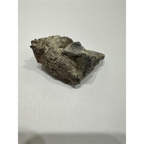 Alligator fossil partial Metapodial bone, Florida » Prehistoric Online