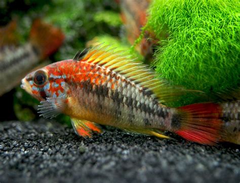 Viejita Dwarf Cichlid (Apistogramma viejita), Tank-Bred - Aquatic Arts