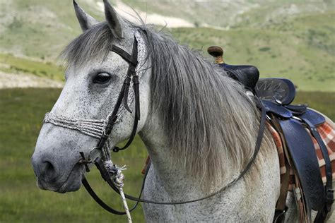 Peri-Ocular Sarcoid in Horses - Symptoms, Causes, Diagnosis, Treatment ...