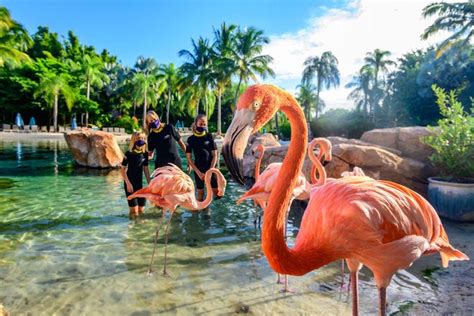 Discovery Cove Orlando is one of the very best things to do in Orlando