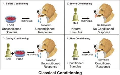 Pavlov’s Experiment – Intro Psych Blog (F19)_Group 5