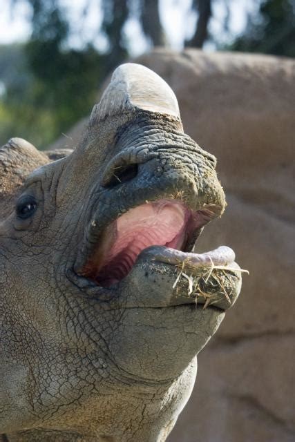 Rhino gestation period - classicshery