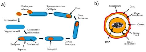 Bacterial Spore Formation