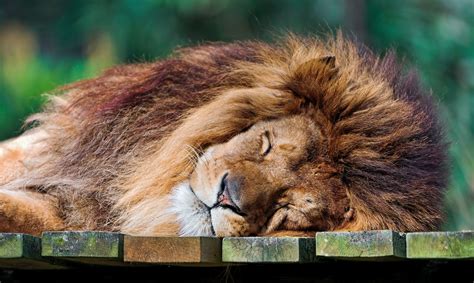 Cute sleeping lion | This is the cute male lion sleeping on … | Flickr