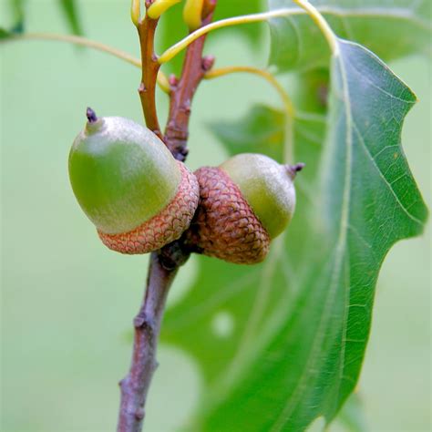 Black Oak Tree For Sale - 1-2ft Bareroot Organic Seedling