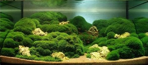 Marimo Moss Ball Care Guide – Planting, Growing, and Propagation - Shrimp and Snail Breeder