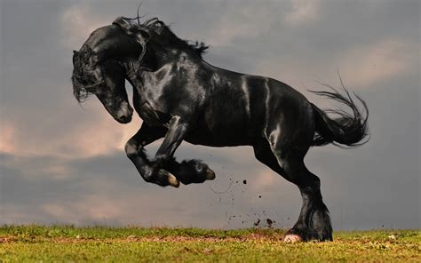 Rearing Black Horse Wallpaper