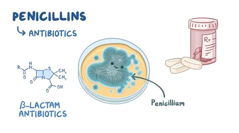 Cell wall synthesis inhibitors: Penicillins - Osmosis