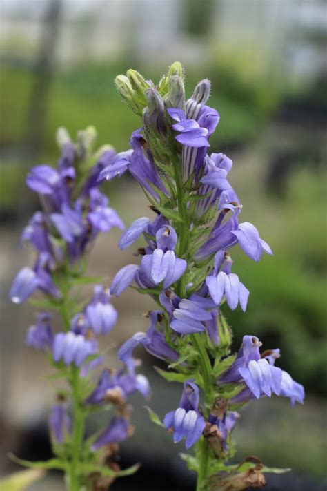 Blue lobelia (Lobelia siphilitica) | Wildflower Seeds | Pure Air Natives