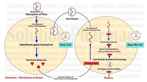 Antiviral Drug | Interferon | Anti Hepatitis C Virus Drug | Mechanism of Action of Interferon ...