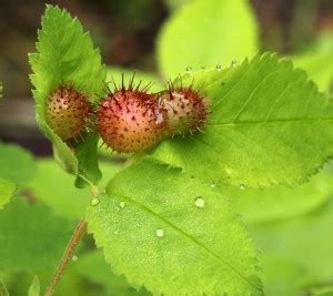 Insects instigate abnormal growth on plants – Naturally North Idaho