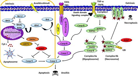 Schematic representation of apoptosis, anoikis and necroptosis... | Download Scientific Diagram