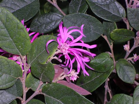 Loropetalum Care | Plant Addicts