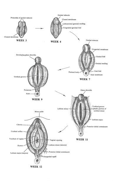 Women’s Genitalia Diagram