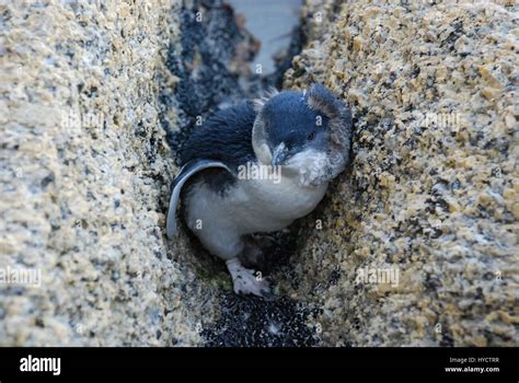 Little penguins, Tasmania Stock Photo - Alamy