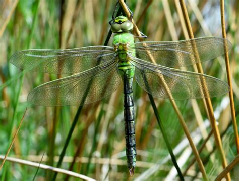 Emperor Dragonfly - British Dragonfly Society