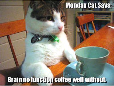 Monday cat quotes cute quote cat coffee monday days of the week coffee ...