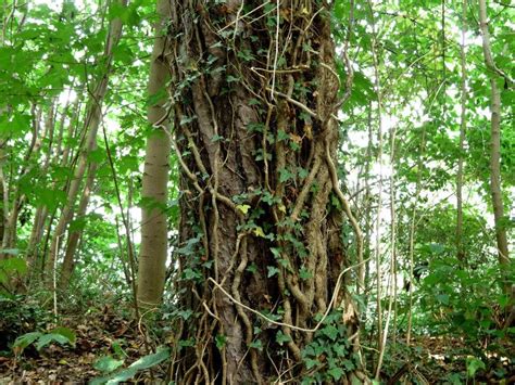 The Tree and the Vine by Dola de Jong - naafans