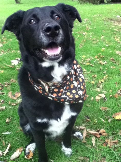 Border Collie Blue Heeler Black Lab Mix - All About Logan